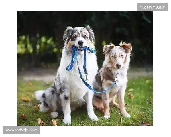 体育数字服务与宠物经济结合 开发遛狗应用